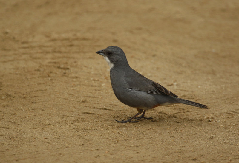 Common Diuca Finch (Diuca diuca) Chile - Valparaíso Region - Maipo Nature Reserve