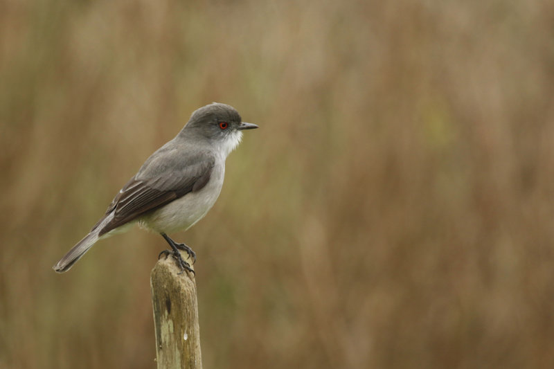 Fire-eyed Diucon (Xolmis pyrope) Chile - Valparaíso - Maipo Nature Reserve