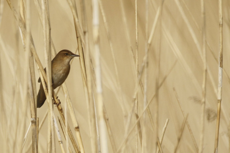 Passeriformes: Locustellidae - Grass Warblers, Grassbirds and allies