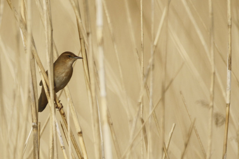 Savi's Warbler (Locustella luscinioides) Zevenhuizerplas Populierenbosje