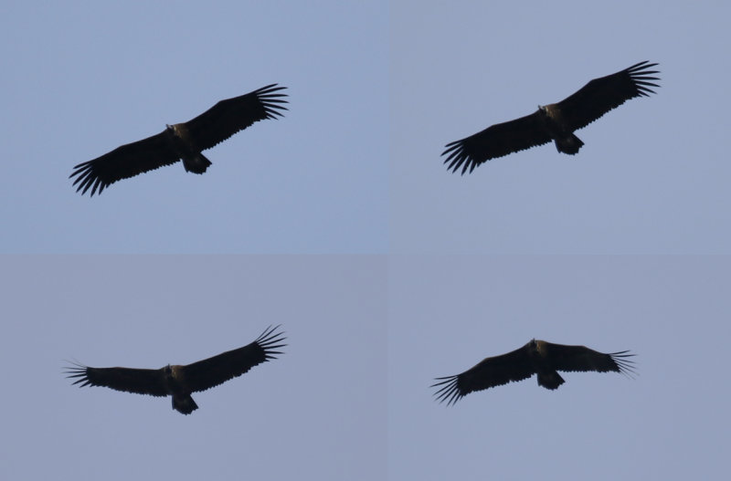 Cinereous Vulture (Aegypius monachus) Spain - Extremadura - Monfragüe P.N.