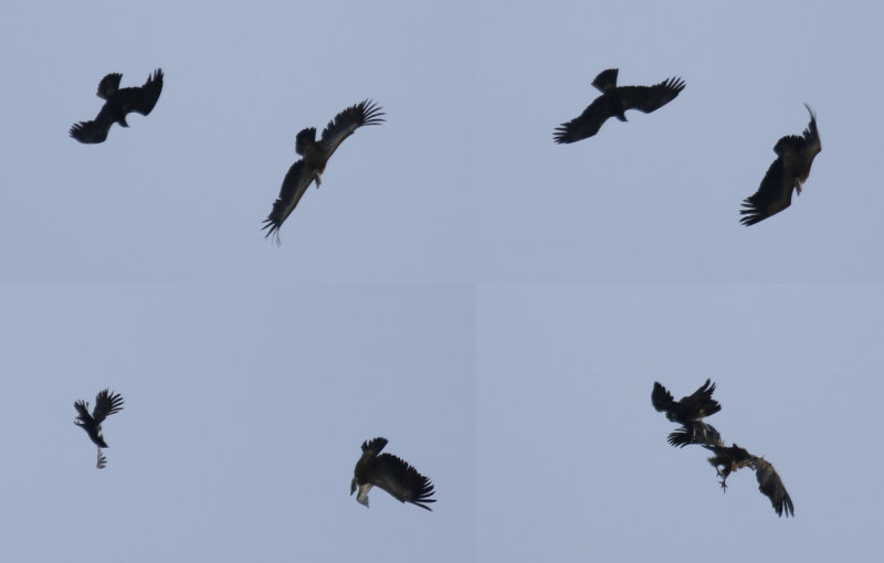 Spanish Imperial Eagle (Aquila adalberti) and Griffon Vulture (Gyps fulvus) Spain - Extremadura - Monfragüe P.N.