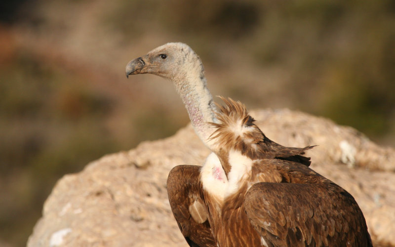 Griffon Vulture (Gyps fulvus) Spain - Collegats-Queralt - Gramuntill vulture feeding station