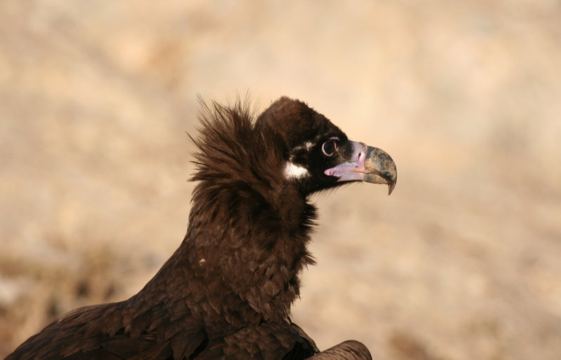 Cinereous Vulture (Aegypius monachus) Spain - Collegats-Queralt - Gramuntill vulture feeding station
