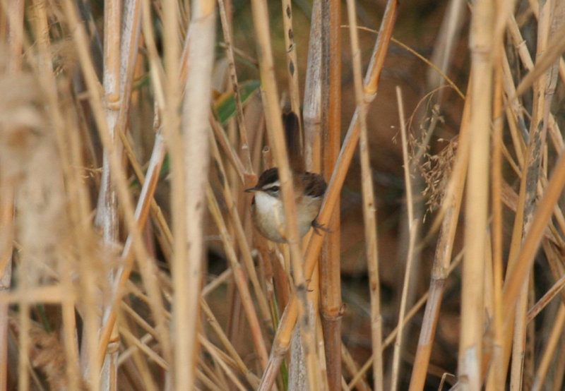 Moustached Warbler (Acrocephalus melanopogon) Spain - Ebro Delta - Laguna de la Encanyissada