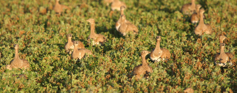 Little Bustard (Tetrax tetrax) Spain - Vallfogona de Balaguer