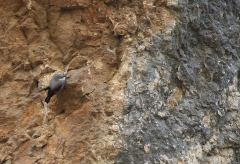 Wallcreeper (Tichodroma muraria) Spain - Castillonroy