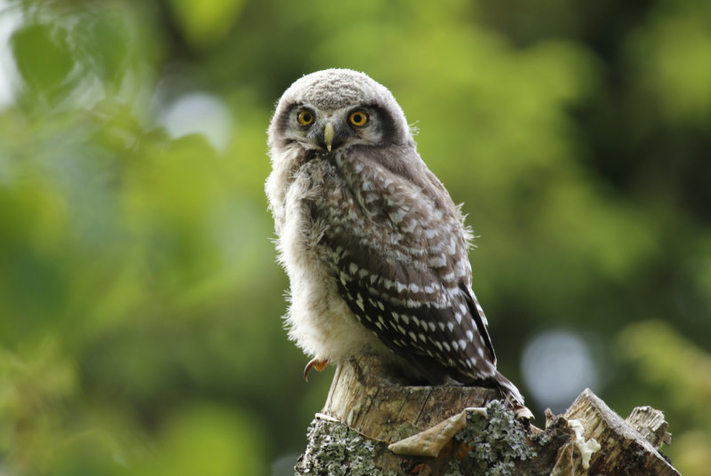 Northern Hawk-Owl (Surnia ulula) Fledged Chick - Finland, Lumijoki