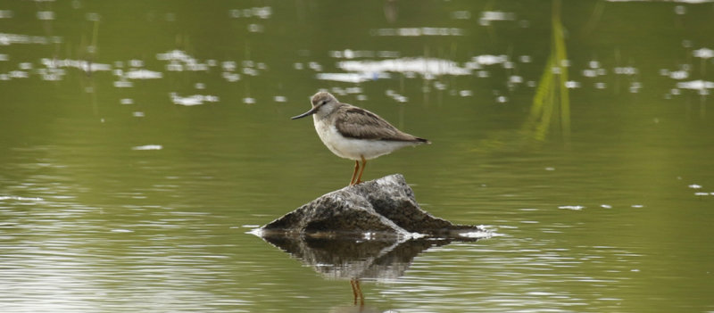 Terek Sandpiper (Xenus cinereus) Finland - Oulu