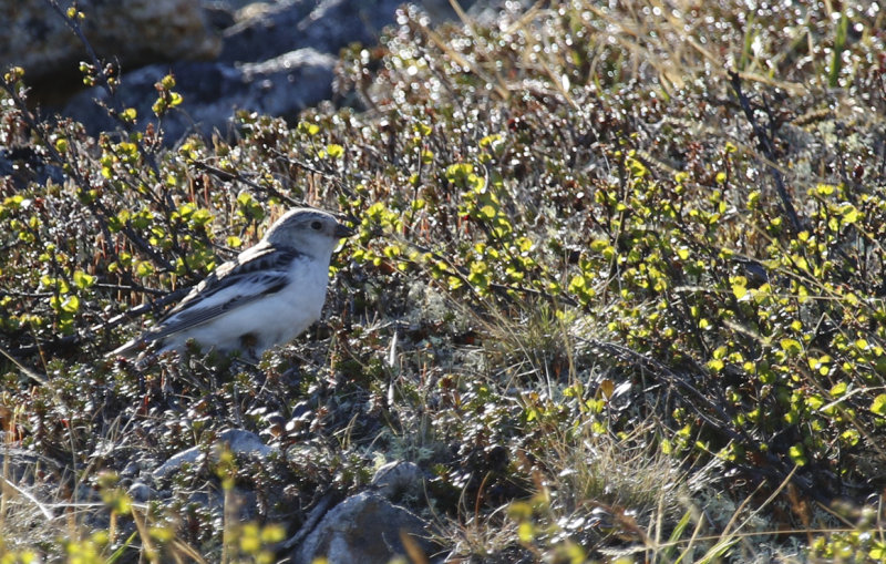 Snow Bunting (Plectrophenax nivalis) Finland - Utsjoki