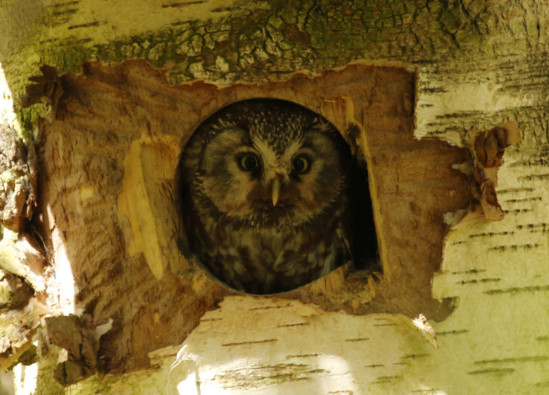 Boreal Owl (Aegolius funereus) Finland - Lumijoki