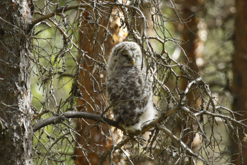 Ural Owl (Strix uralensis) juvenile - Finland, Lumijoki