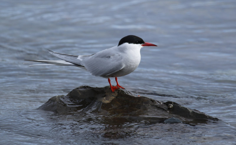 Arctic Tern (Sterna paradisaea) Norway - Vard