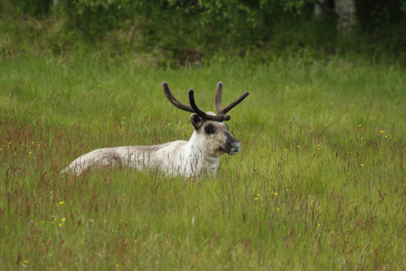 Reindeer (Rangifer tarandus) Finland - Kuusamo