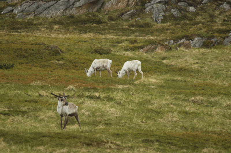 Reindeer (Rangifer tarandus) Norway - Vard