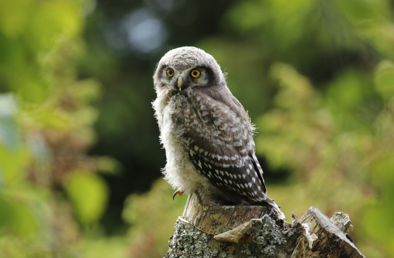 Northern Hawk-Owl (Surnia ulula) Fledged Chick - Finland, Lumijoki