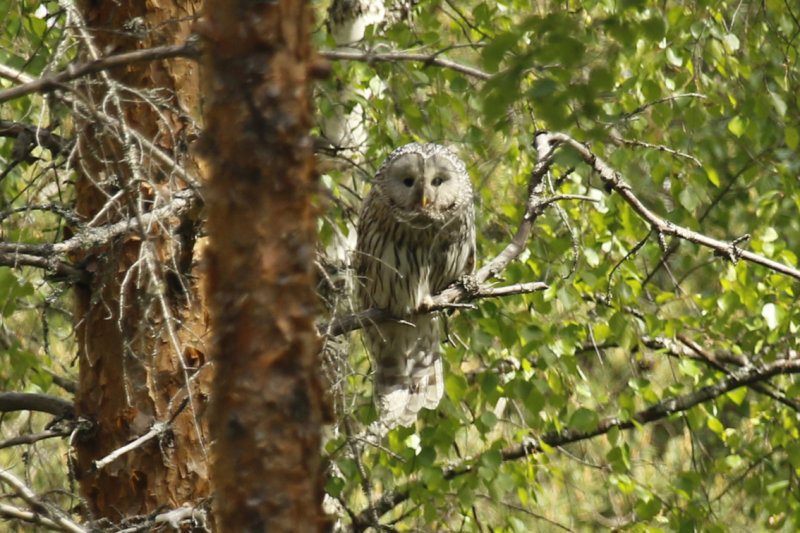 Ural Owl (Strix uralensis) Adult female - Finland, Lumijoki