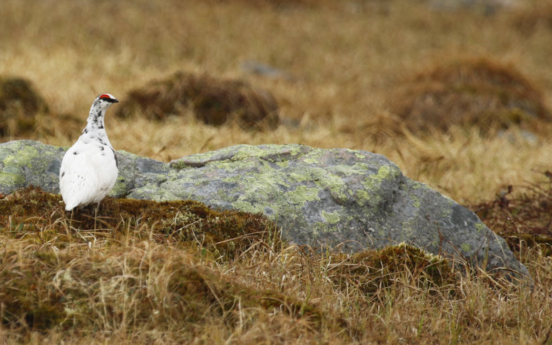 Rock Ptarmigan (Lagopus muta) Adult male - Norway, Btsfjord