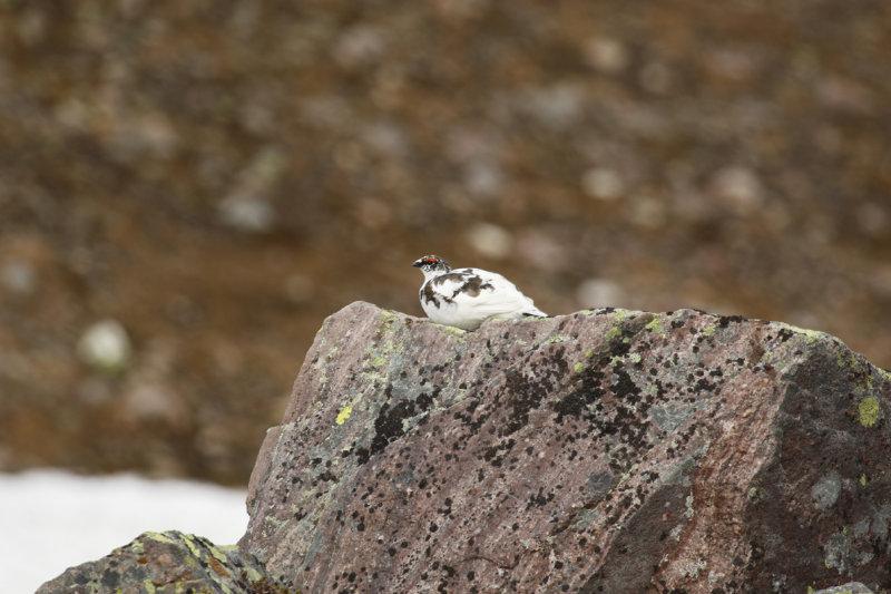 Rock Ptarmigan (Lagopus muta) Adult male - Norway, Berlevg