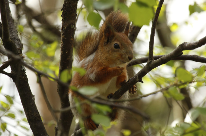 Eurasian Red Squirrel (Sciurus vulgaris) Finland - Inari