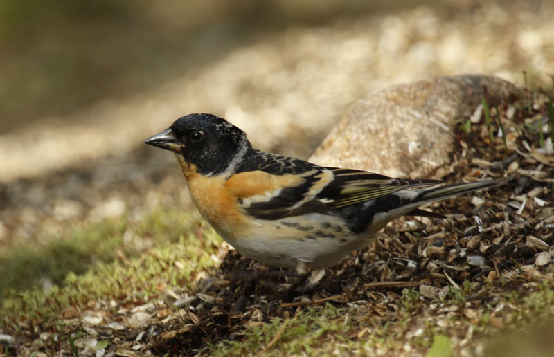 Brambling (Fringilla montifringilla) Finland - Inari