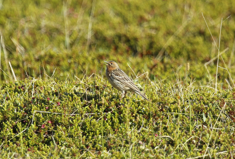 Red-throated Pipit (Anthus cervinus) Norway - Vads