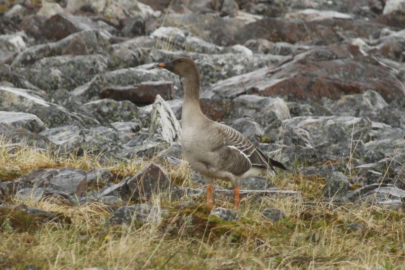 Tundra Bean Goose (Anser serrirostris) Norway - Berlevg