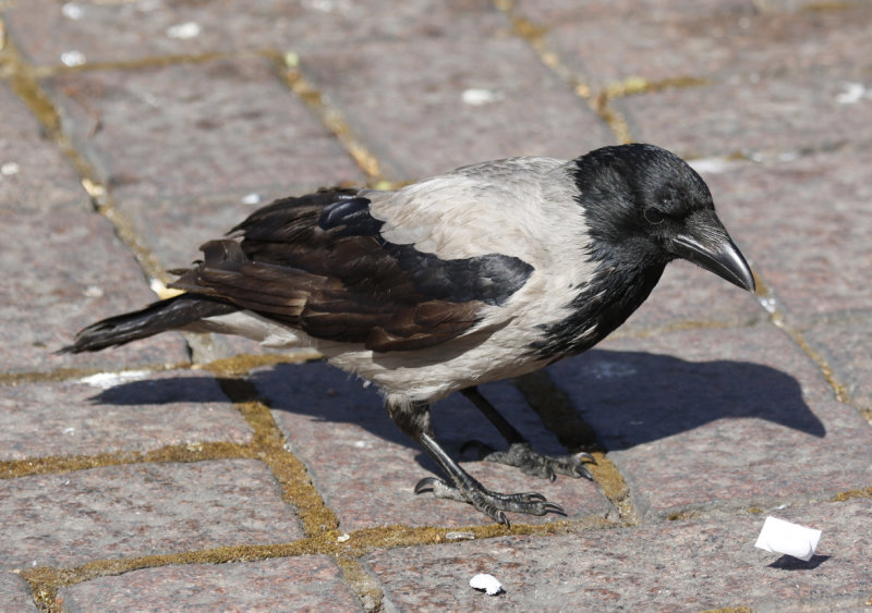 Hooded Crow (Corvus cornix) Finland - Helsinki 