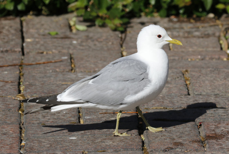 Mew Gull (Larus canus) Finland - Helsinki