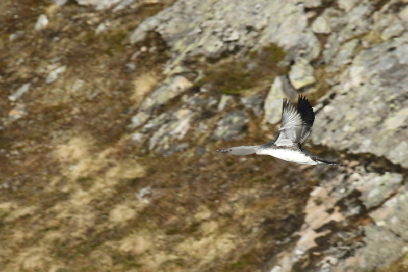 Red-throated Loon (Gavia stellata) Norway - Vard