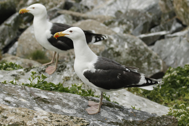 Great Black-backed Gull (Larus marinus) Norway - Vardo - Hornya