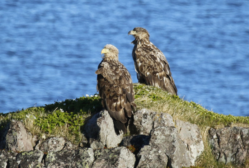 White-tailed Eagle (Haliaeetus albicilla) Norway - Vard