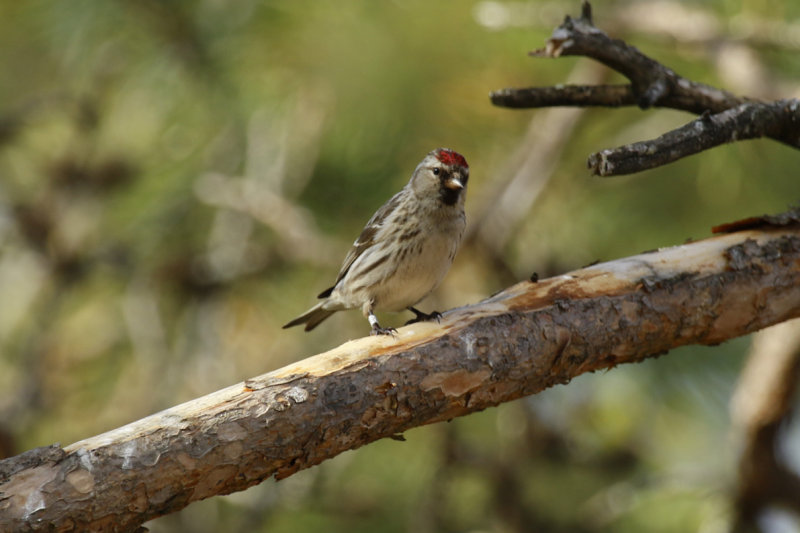 Common Redpoll (Acanthis flammea flammea) Finland - Inari
