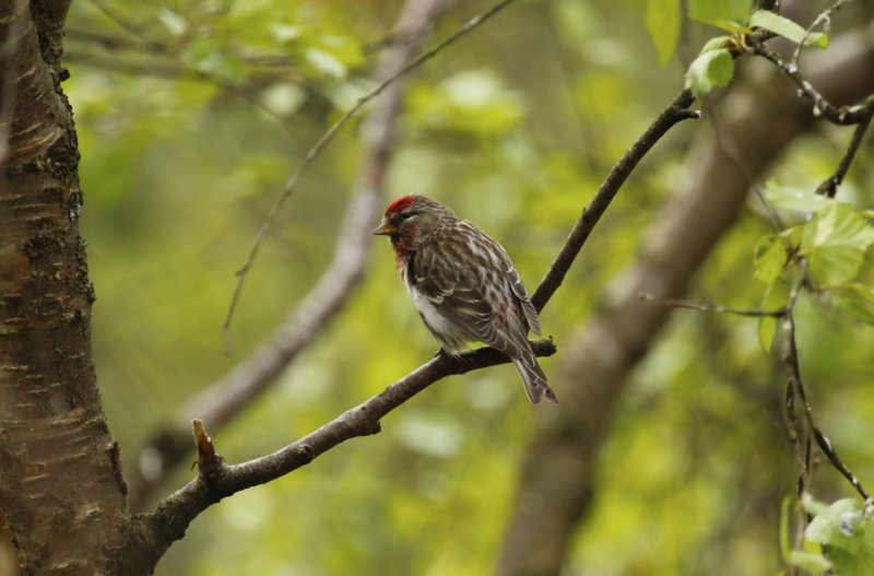 Common Redpoll (Acanthis flammea) Finland - Inari