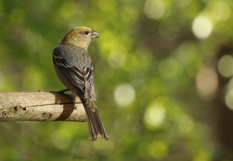 Pine Grosbeak (Pinicola enucleator) Finland - Inari