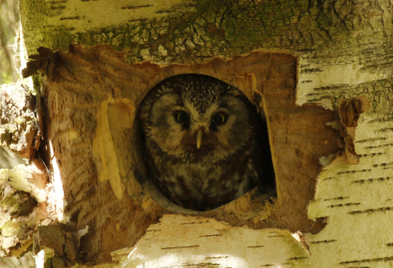 Boreal Owl (Aegolius funereus) Finland - Lumijoki