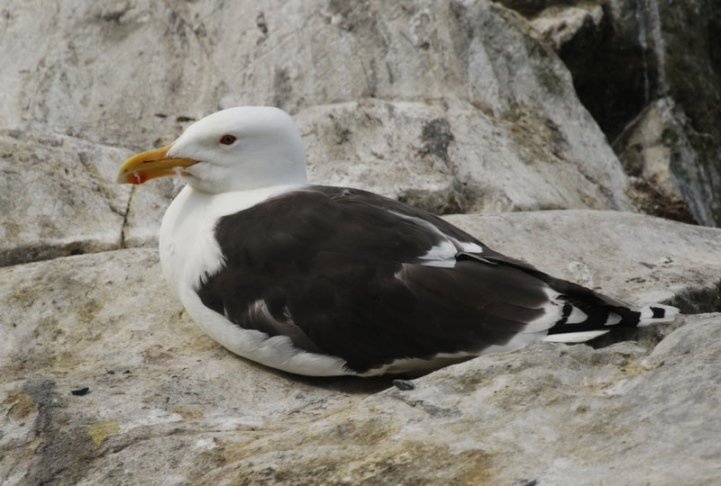 Great Black-backed Gull (Larus marinus) Norway - Vardo - Hornya
