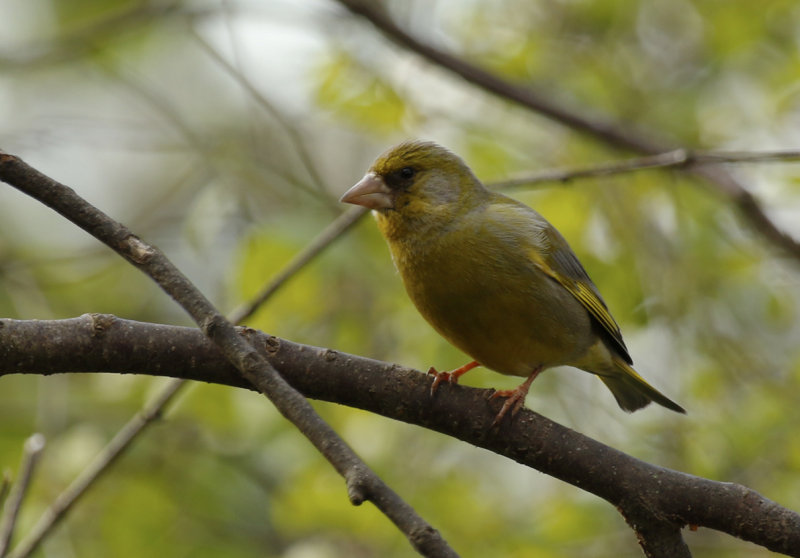 European Greenfinch (Chloris chloris) Finland - Inari