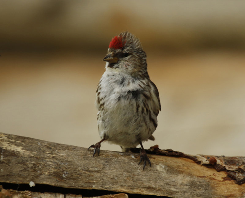 Common Redpoll (Acanthis flammea flammea) Finland - Inari