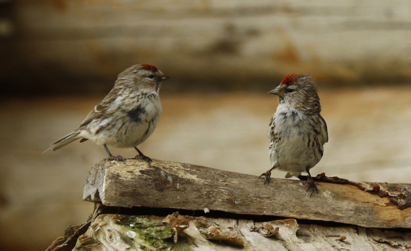 Common Redpoll (Acanthis flammea flammea) Finland - Inari