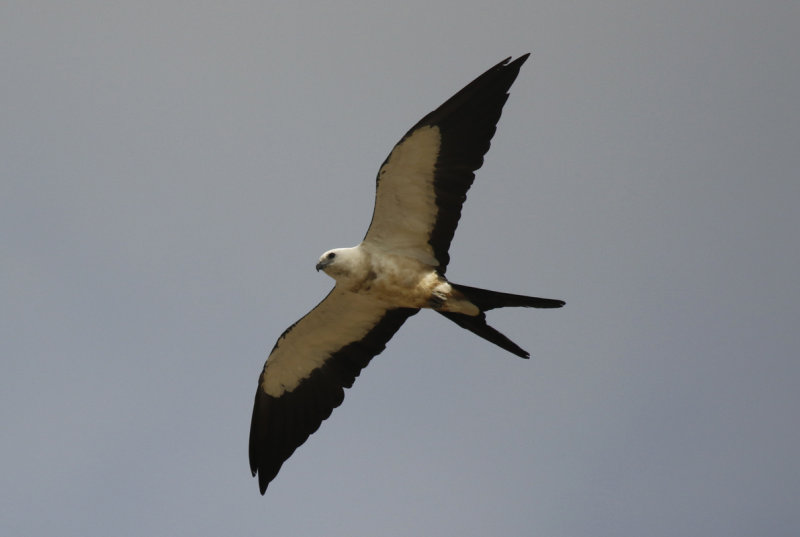Swallow-tailed Kite (Elanoides forficatus) Suriname - Para 