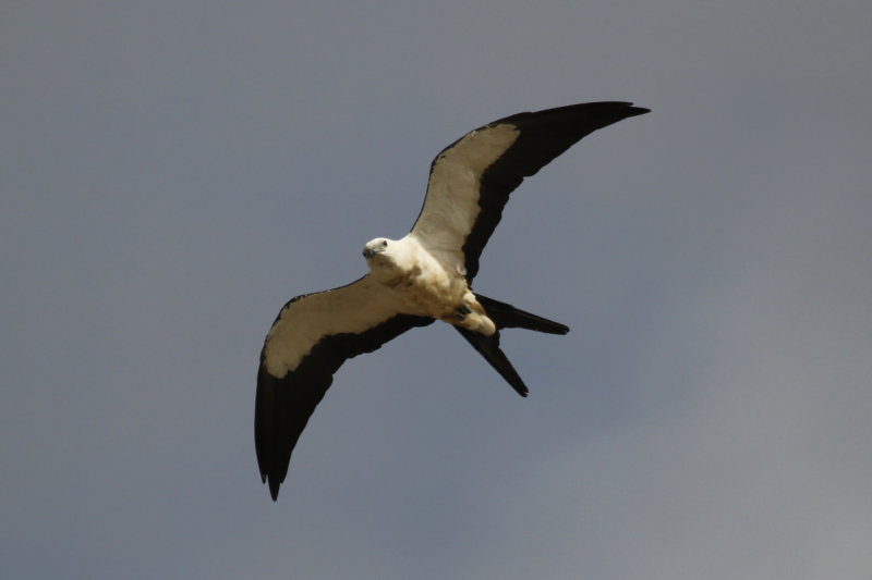 Swallow-tailed Kite (Elanoides forficatus) Suriname - Para