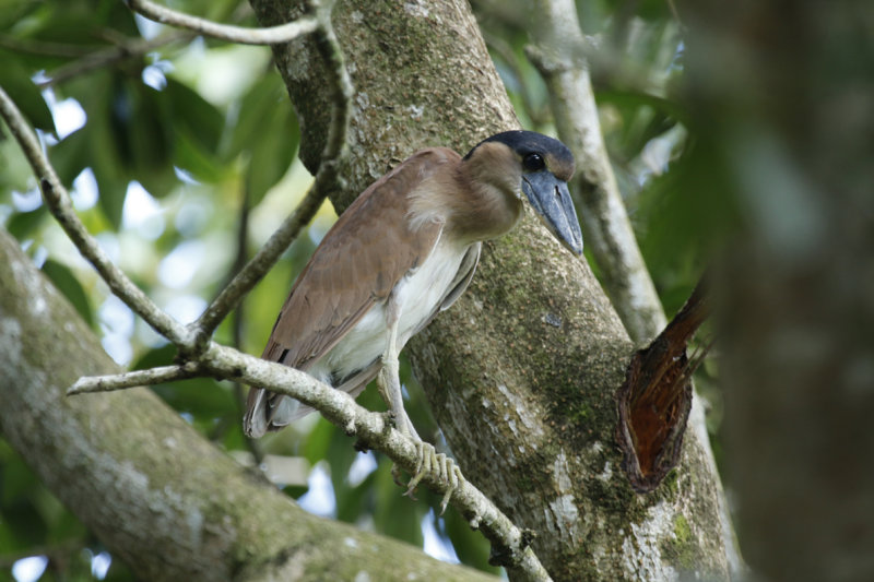 Boat-billed Heron (Cochlearius cochlearius) *Juvenile* Suriname - Paramaribo, mouth of the Van Sommelsdijck Creek