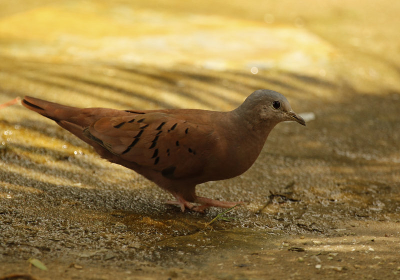 Ruddy Ground Dove (Columbina talpacoti) Suriname - Paramaribo, Eco Resort Inn