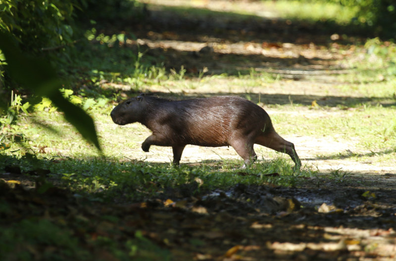 Capybara (Hydrochoerus hydrochaeris) Suriname - Commewijne, Peperpot Nature Reserve