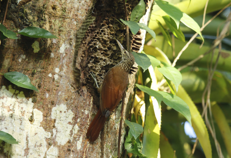 Straight-billed Woodcreeper (Dendroplex picus) Suriname - Commewijne, Peperpot Nature Reserve