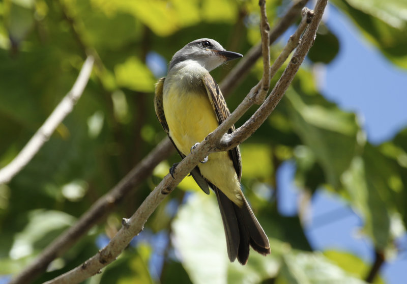 Tropical Kingbird (Tyrannus melancholicus) Suriname - Paramaribo