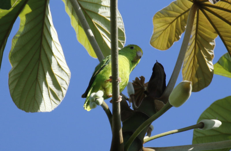 Green-rumped Parrotlet (Forpus passerinus) Suriname - North Commewijne, Plantage Bakkie
