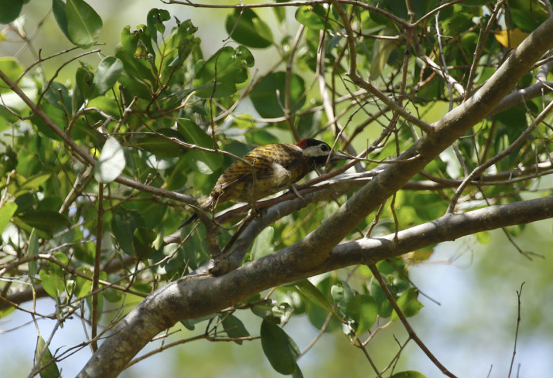 Spot-breasted Woodpecker (Colaptes punctigula) Suriname - Commewijne, Warappakreek
