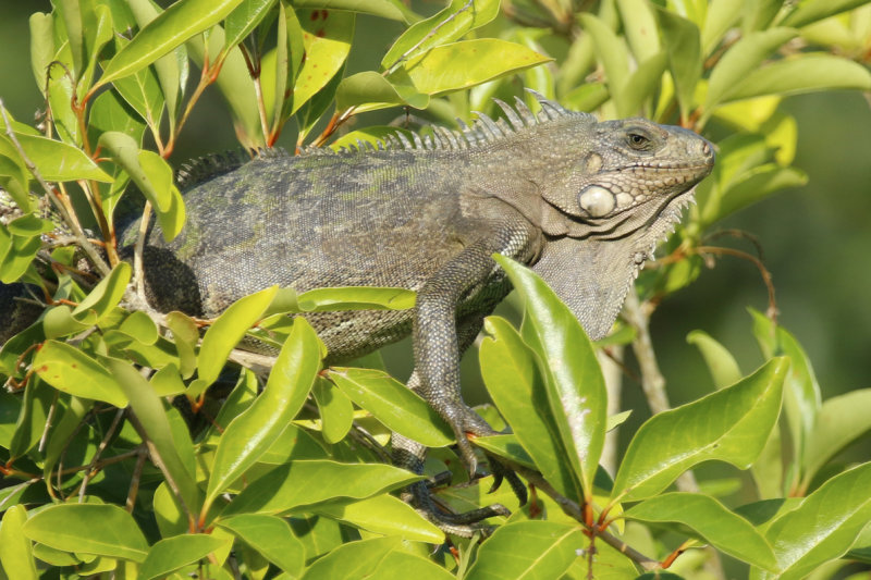 Common Green Iguana (Iguana iguana) Suriname - Paramaribo, Eco Resort Inn
